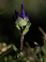 Phyteuma globulariifolium subsp pedemontanum